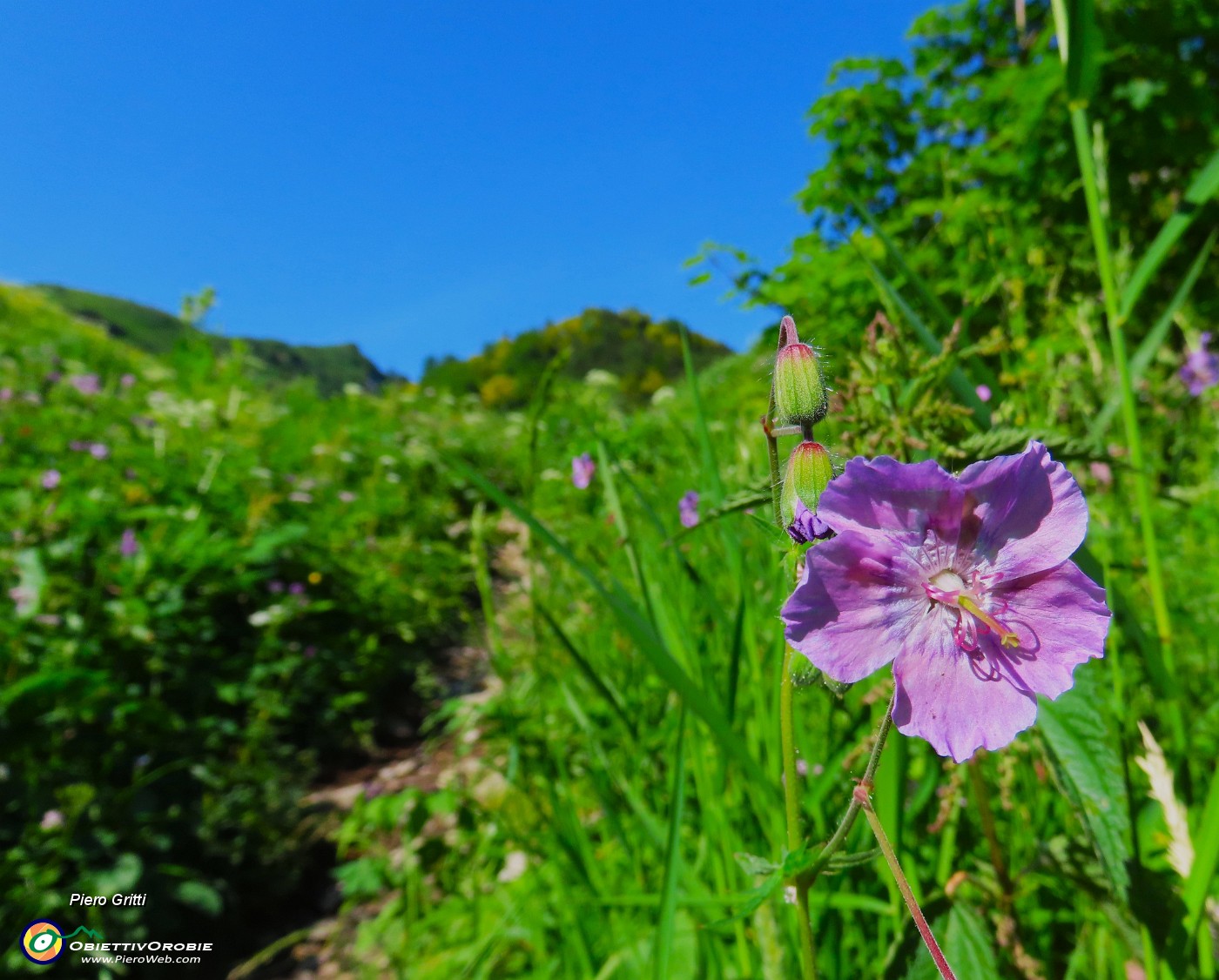 21 Geranium phaeum (Geranio stellato) sul sent. 219.JPG